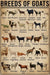 Breeds Of Goats Poster, Canvas