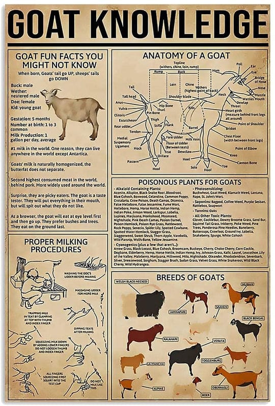 Póster de conocimiento sobre cabras, lienzo