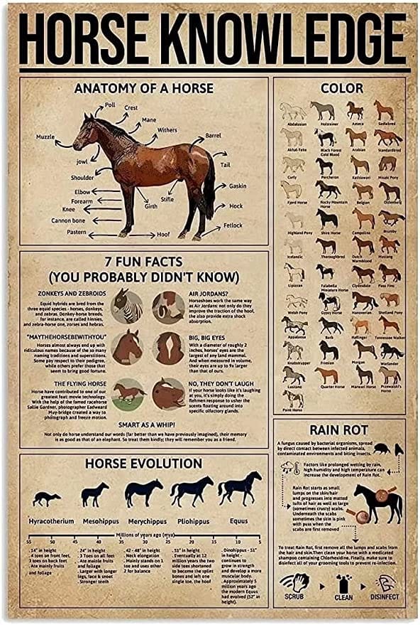 Horse Knowledge Poster, Canvas