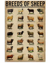 Breeds Of Sheep Poster, Canvas