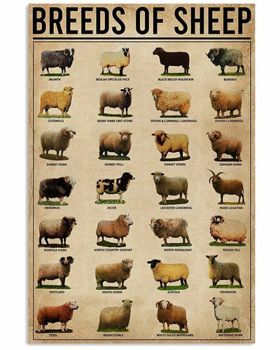 Breeds Of Sheep Poster, Canvas