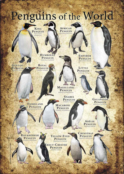 Penguins of The World Poster, Canvas
