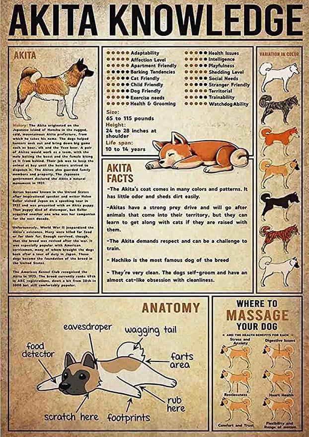 Póster divertido sobre el perro Akita Knowledge, lienzo