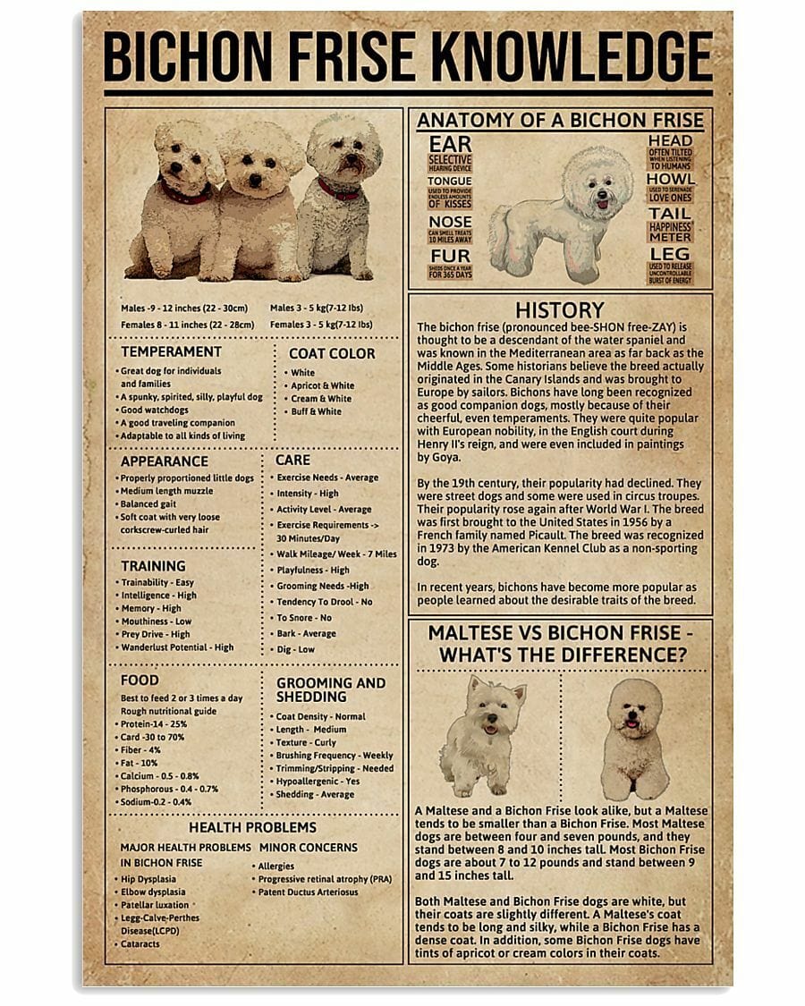 Bichon Frise Knowledge Poster, Canvas