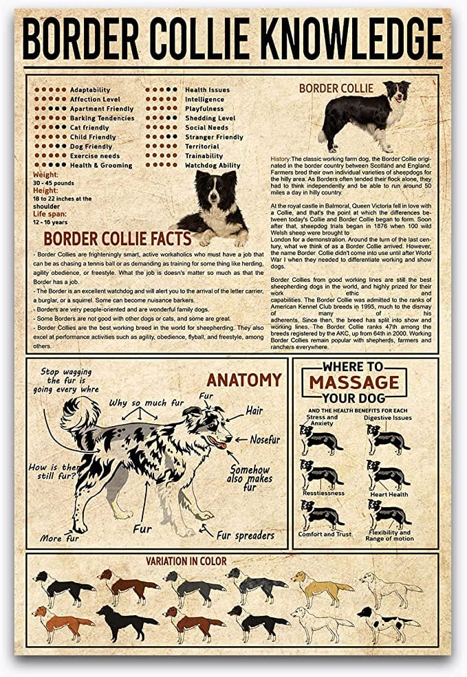 Border Collie Knowledge Border Collie Facts Dog Poster, Canvas