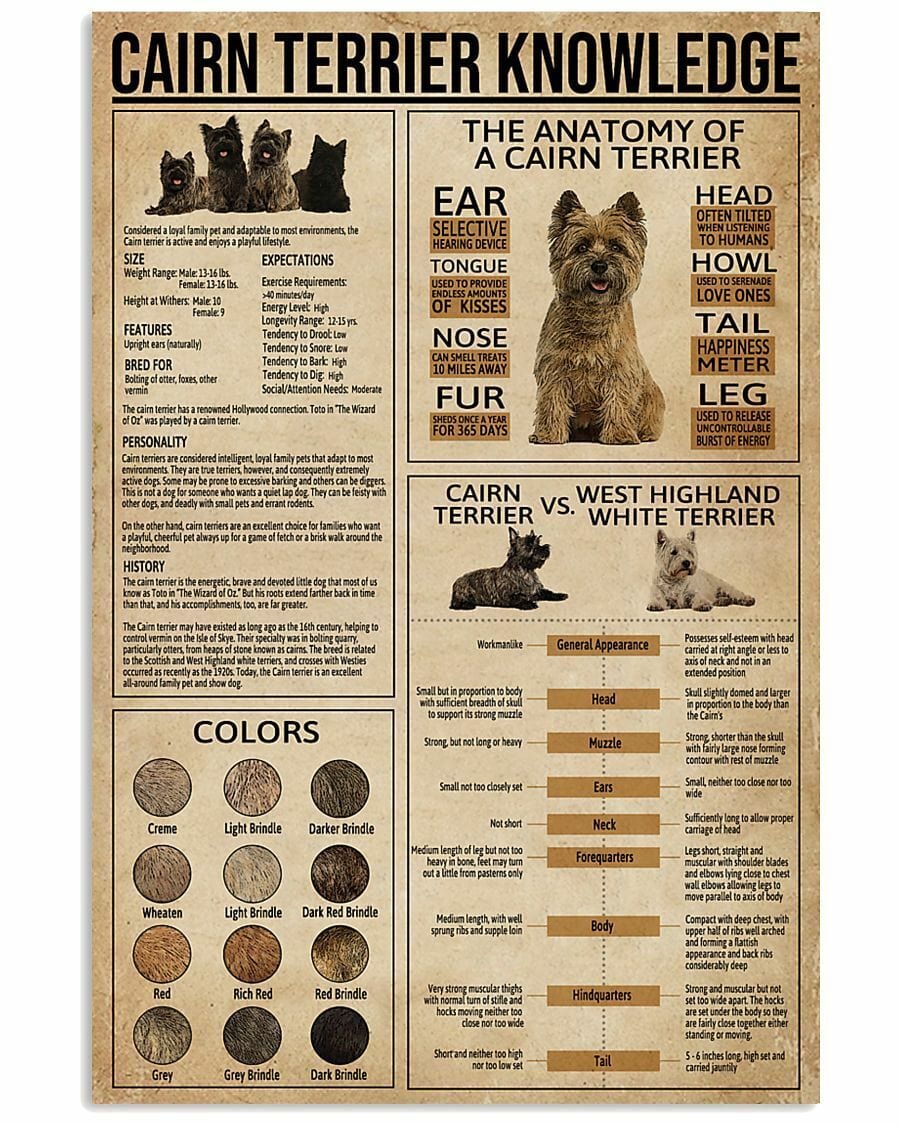 Cairn Terrier Knowledge Dog Poster, Canvas