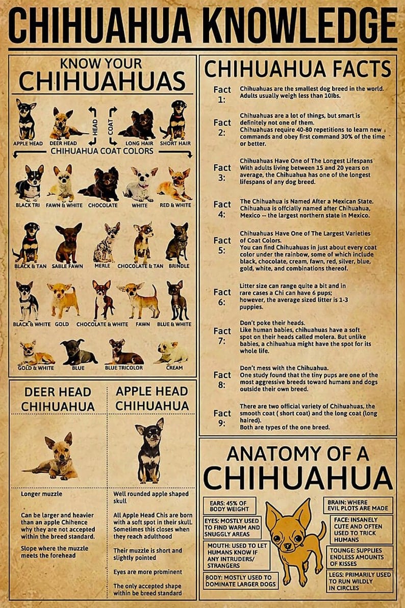 Chihuahua Knowledge Poster, Canvas