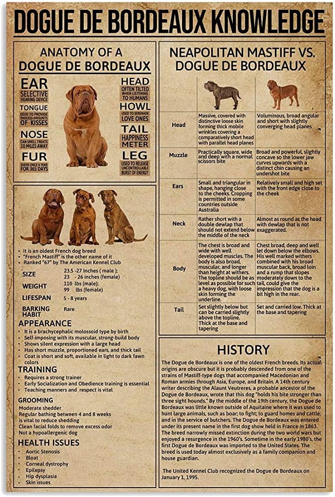 Dogue De Bordeaux Knowledge Poster, Canvas