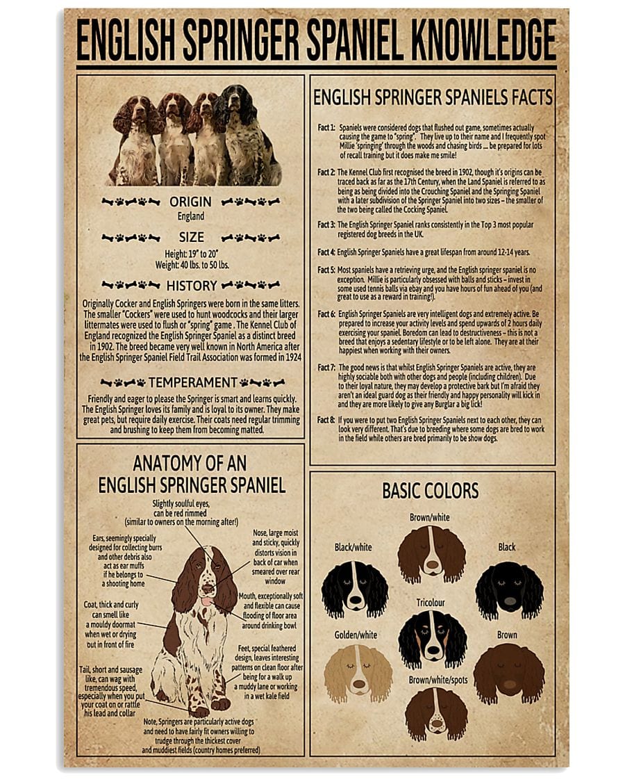 Póster de conocimientos sobre el Springer Spaniel inglés, lienzo