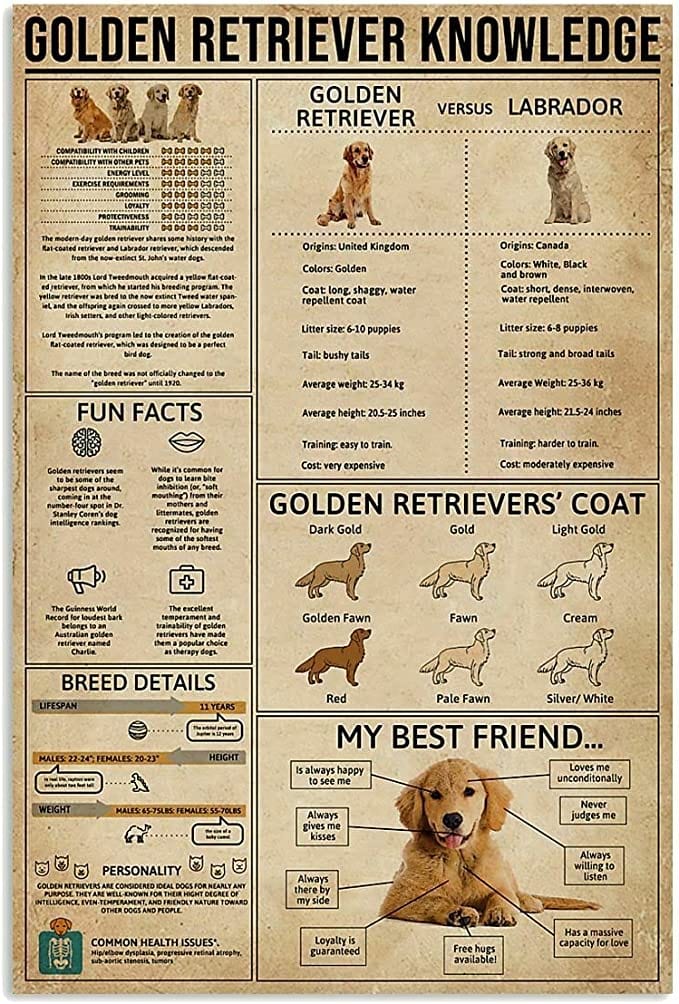 Póster de conocimientos sobre el golden retriever, lienzo