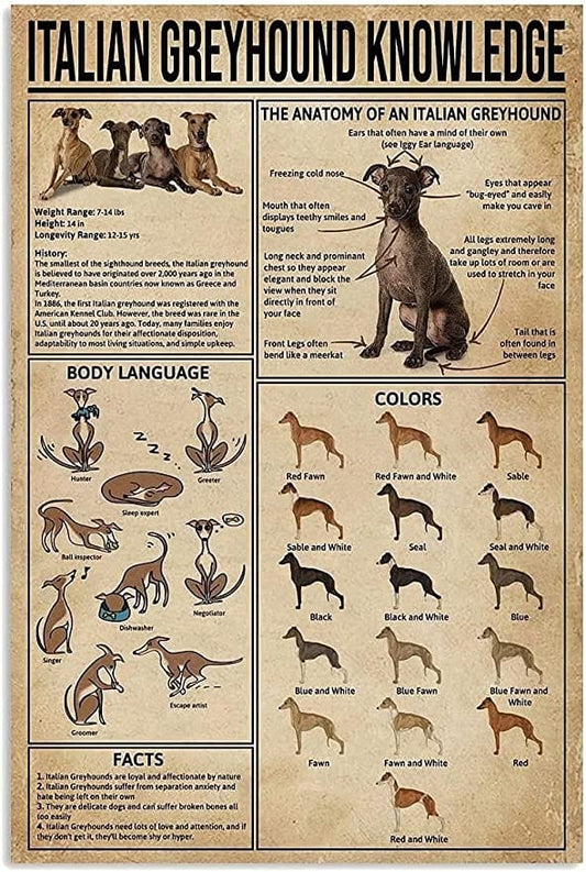 Póster de conocimientos sobre el galgo italiano, lienzo