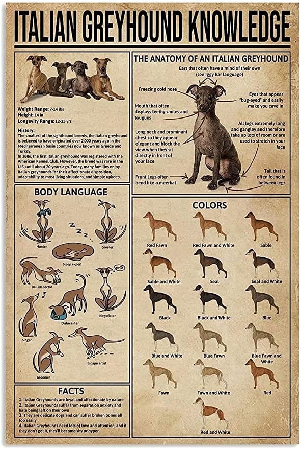 Italian Greyhound Knowledge Poster, Canvas