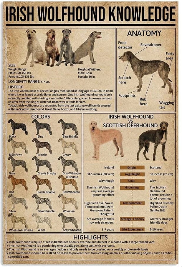 Póster de conocimientos sobre el perro lobo irlandés, lienzo