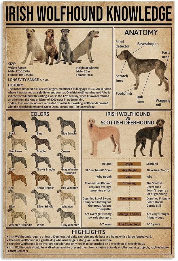 Irish Wolfhound Knowledge Poster, Canvas