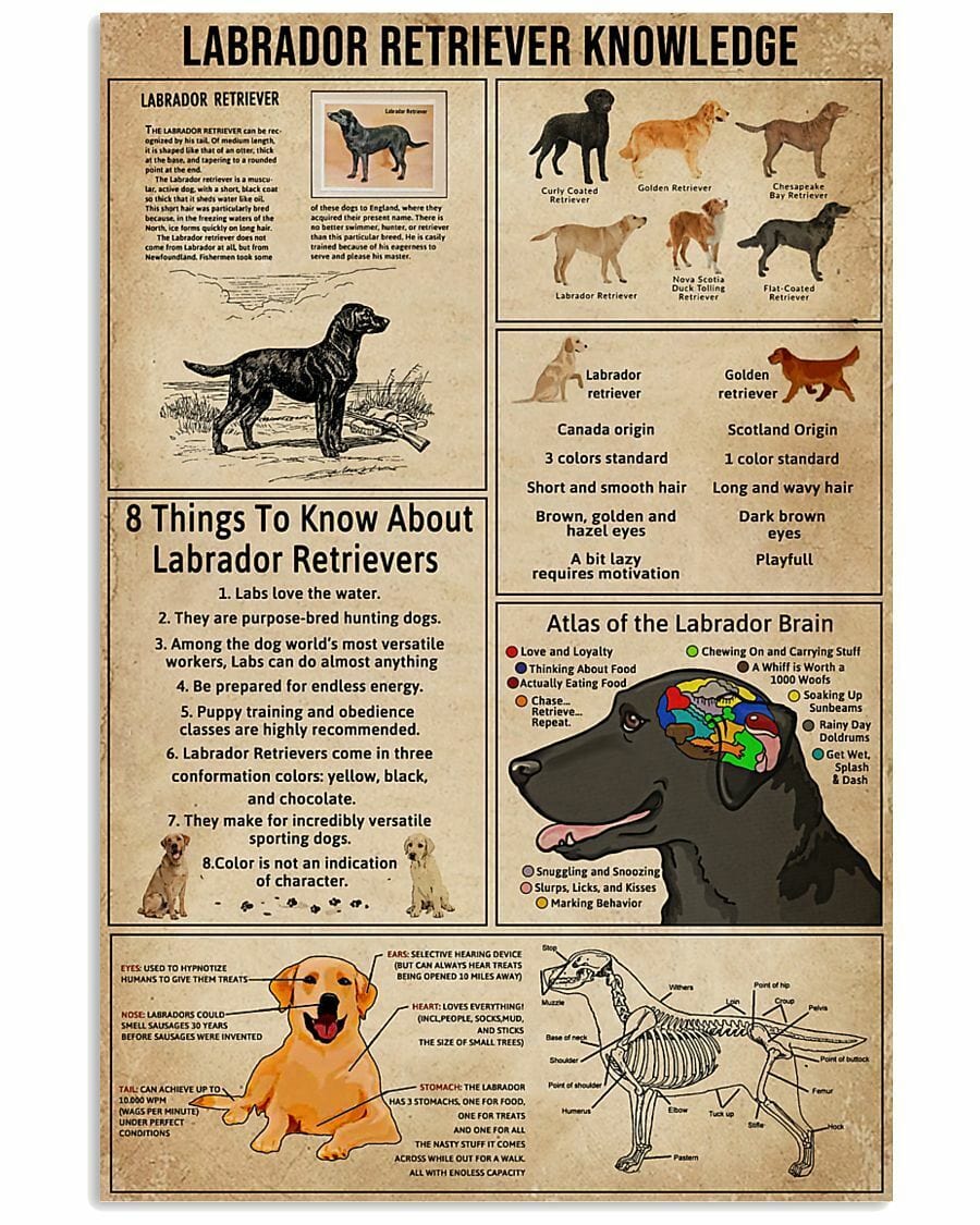 Labrador Retriever Knowledge Poster, Canvas
