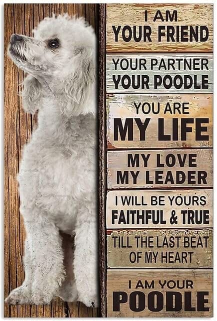 Soy tu amigo, soy tu caniche Póster, Lienzo