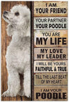 I Am Your Friend I Am Your Poodle Poster, Canvas