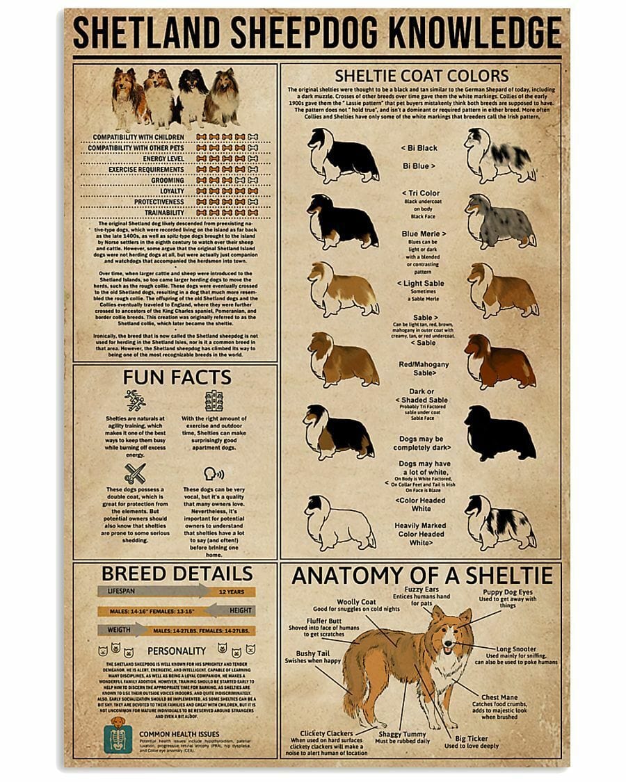 Póster de conocimiento sobre perros pastores de Shetland, lienzo