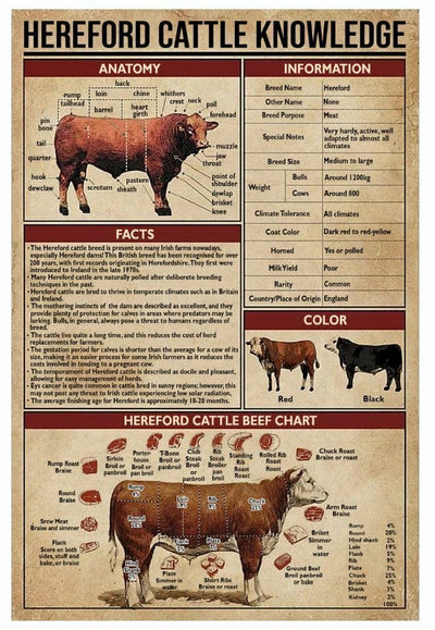 Hereford Cattle Knowledge Cow Poster, Canvas