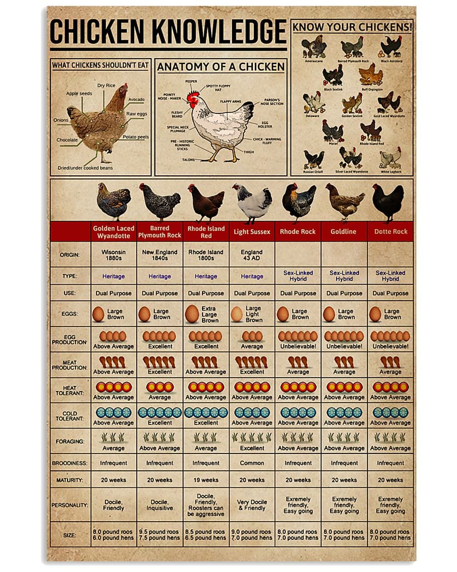 Póster de conocimiento sobre pollos, lienzo