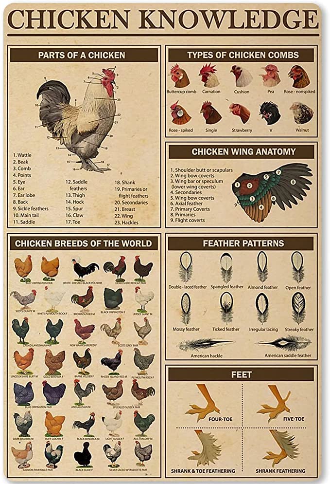 Póster, lienzo, razas de pollos del mundo, conocimiento sobre pollos