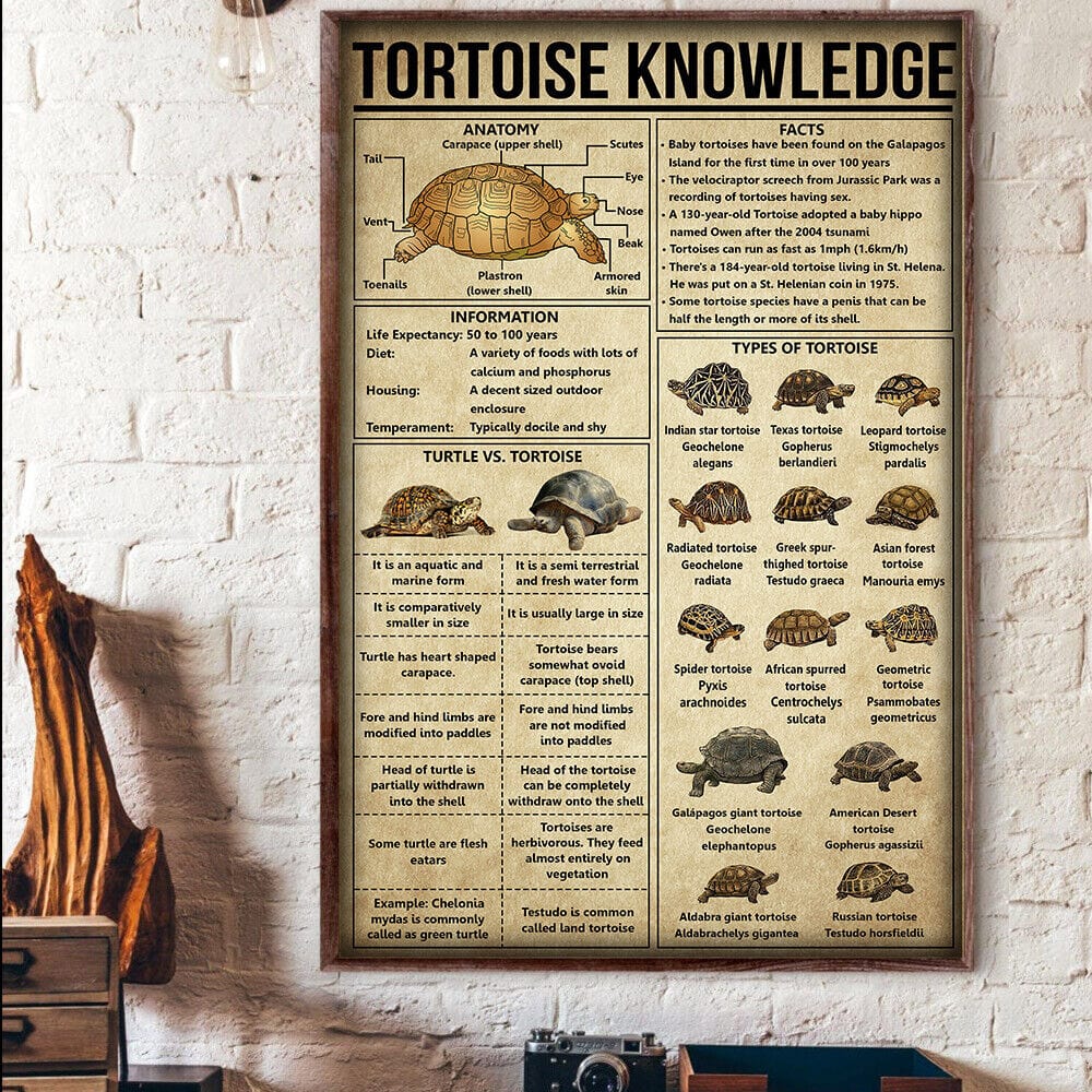Tortoise Knowledge Turtle Poster, Canvas