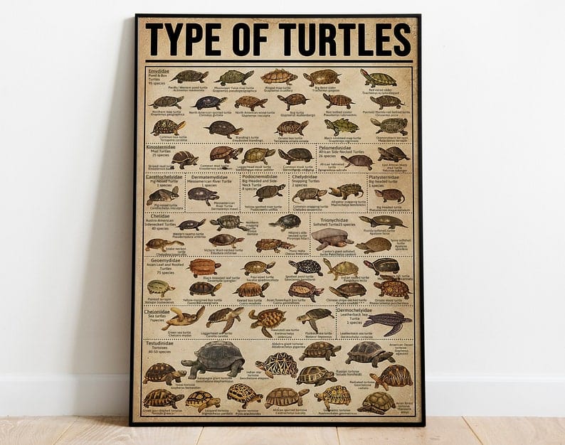 Póster de conocimiento sobre los tipos de tortugas, lienzo