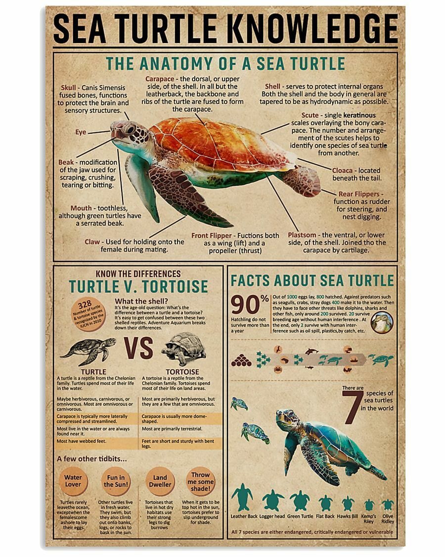 Sea Turtle Knowledge Poster, Canvas