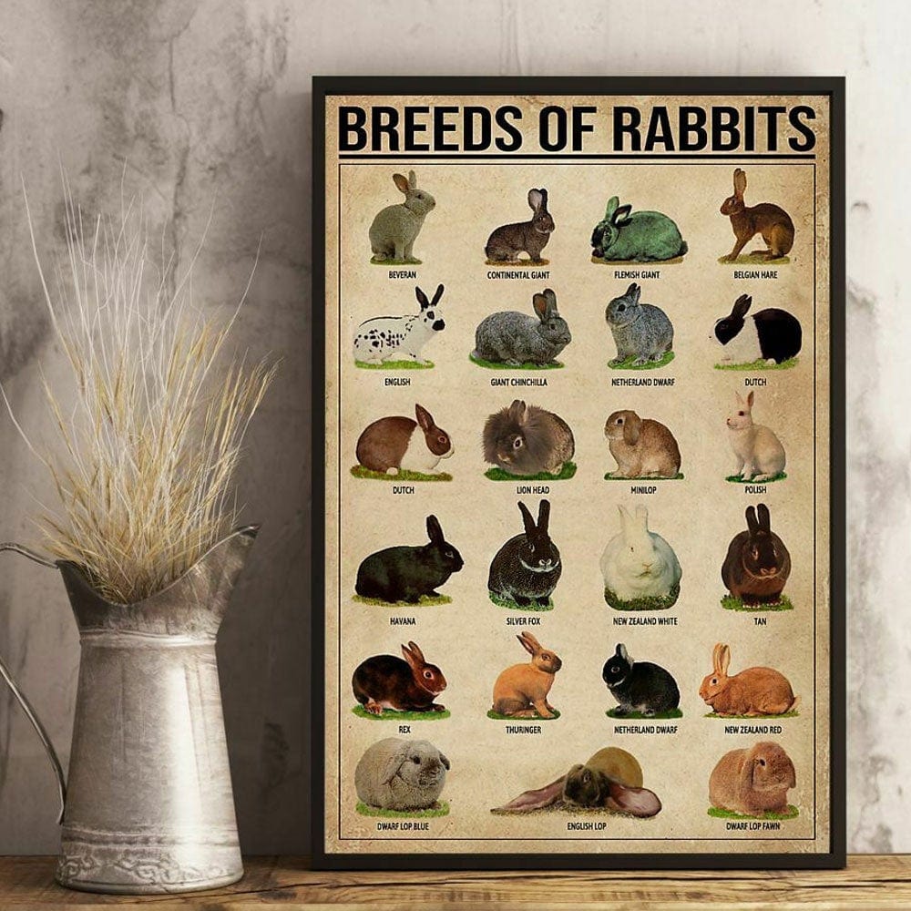 Breeds Of Rabbits, Bunny Poster, Canvas